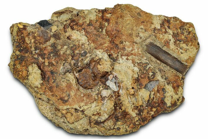 Hadrosaur Ossified Tendon and Gar Scale in Sandstone - Wyoming #330998